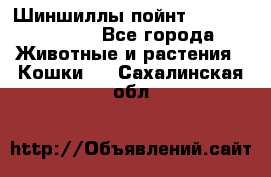 Шиншиллы пойнт ns1133,ny1133. - Все города Животные и растения » Кошки   . Сахалинская обл.